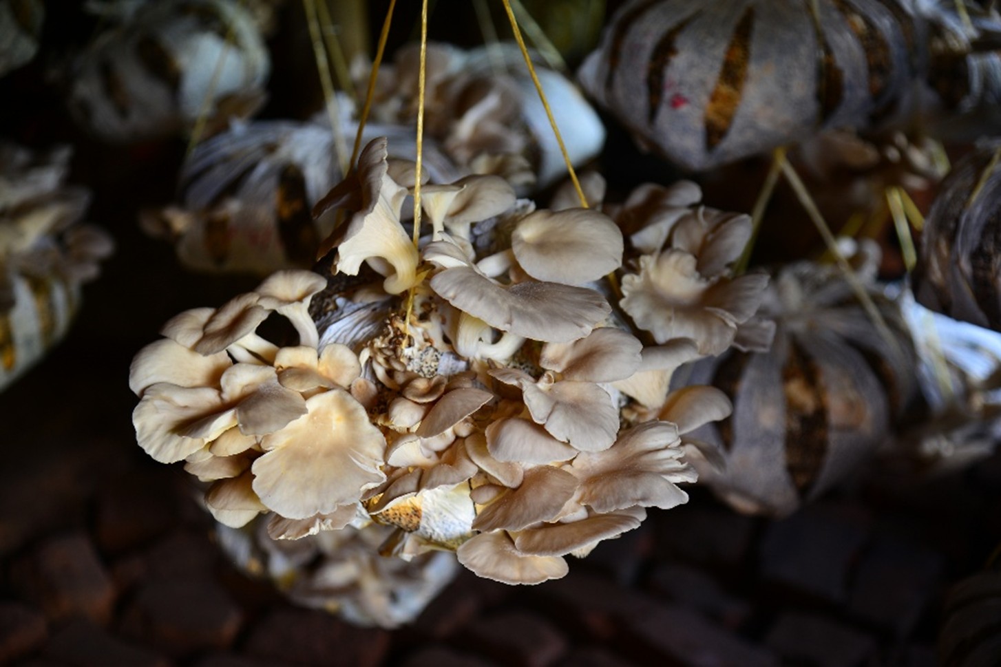 Mushrooms, Markets, and Conservation: Uganda’s Rural Revolution